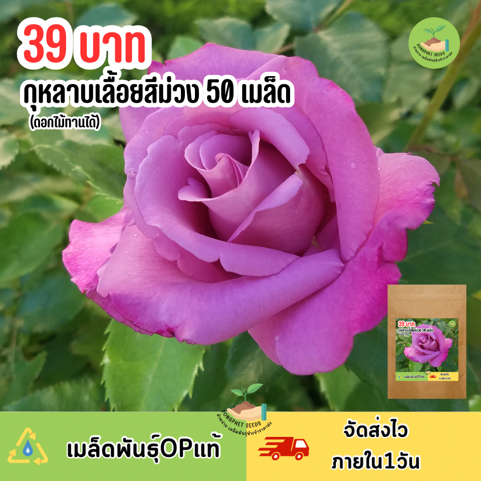 เมล็ดพันธุ์ ดอกกุหลาบเลื้อยสีม่วง 50 เมล็ด