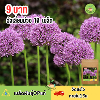 พิเศษ 9 บาท ดอกอัลเลี่ยมสีม่วง 10 เมล็ด