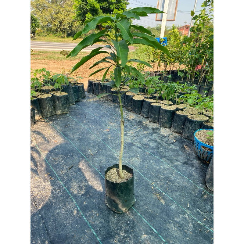 ต้นมะม่วง ถุงใหญ่ (ต้นสวย ราคาถูก) สูง 80-120 cm