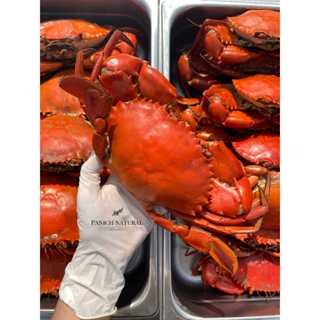 Panich Natural ปูดำเนื้อนึ่ง ปู อาหารทะเล สด ปลอดสารเคมี