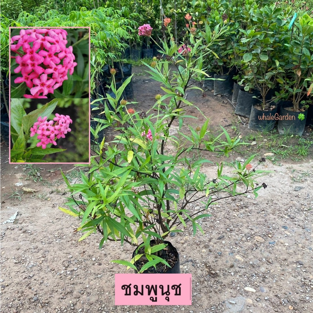 ต้นชมพูนุช เข็มชมพูนุช (Arachnothryx leucophylla) ชมพูนุช ดอกสีชมพูสีสวย (รับประกัน ส่งใหม่ฟรี หากสินค้าเเสียหาย!!)