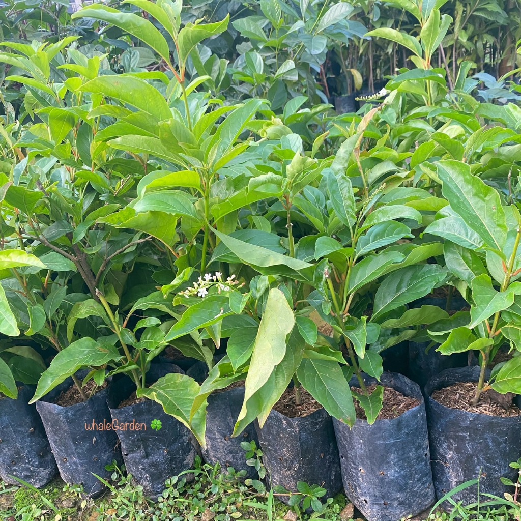 ต้นบุหงาส่าหรี บุหงาบาหลี กิ่่งชำ Florida fiddlewood บุหงาส่าหรี ดอกมีกลิ่นหอม (รับประกัน ส่งใหม่ฟรี หากสินค้าเเสียหาย!) - รูปที่ 2