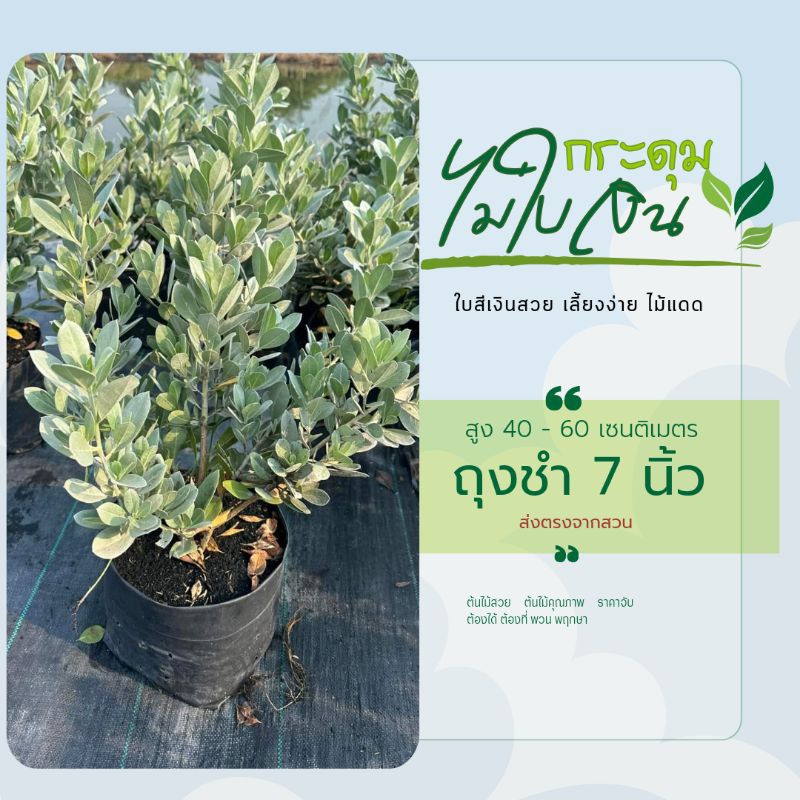กระดุมไม้ใบเงิน Silver Boston สูง 40-60ซม. Silver Leaved Buttonwood (ถุงชำขนาด 7 นิ้ว)