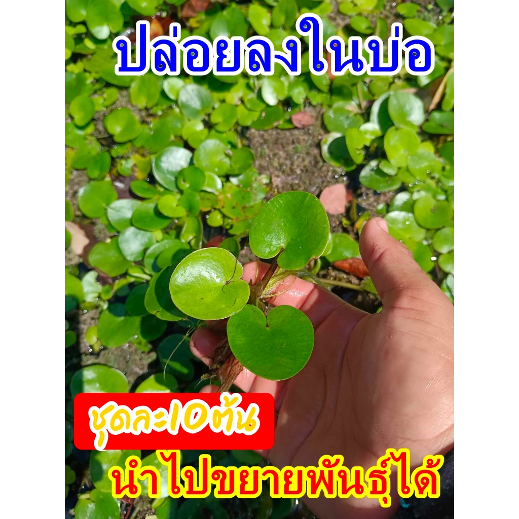ผักแว่น ต้นพันธุ์สำหรับปลูก ลำต้นใหญ่ มีราก แก่ได้อายุ ปลูกติดไว ชุดละ30ต้น และผักย่องแปะ/ผักตับเต่า/ผักจองแปชุดละ10ต้น ราคา ถูกที่สุด ดีลบีเคเค แกลเลอรีภาพที่ 9