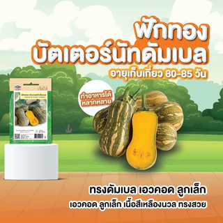 มีครบ! เมล็ดพันธุ์ ฟักทอง เจียไต๋ ทองอำไพ 426 346 ฟักทองญี่ปุ่น ทองอำพัน ทองสยาม สควอช บึงกาฬ