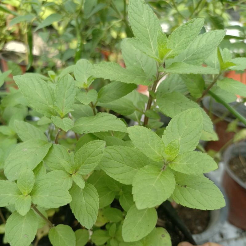 ต้นเปปเปอร์มินต์กลิ่นหอมกำจัดกลิ่นปากหอมสดชื่น