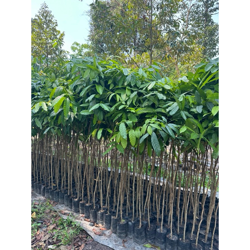 มะฮอกกานี สูง 1.5-2 เมตร – โปรปัง