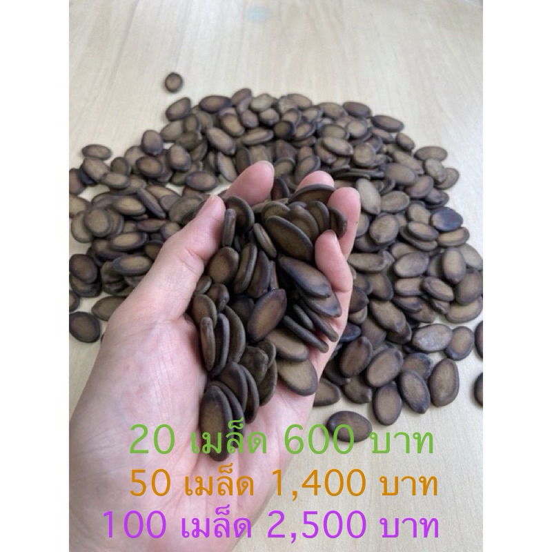 ขาย เมล็ดยีราฟ Tower กลด ฉัตรพระอินทร์  1 ชุด บรรจุ 20,50,100 เมล็ด ราคา 600,1400,2500 บาท