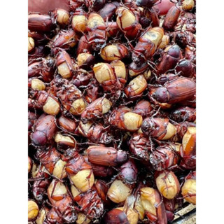 แมงจีนูน แมงนูน อีนูนแมลงออกใหม่ เก็บตามธรรมชาติ (แบบทอด) 10…