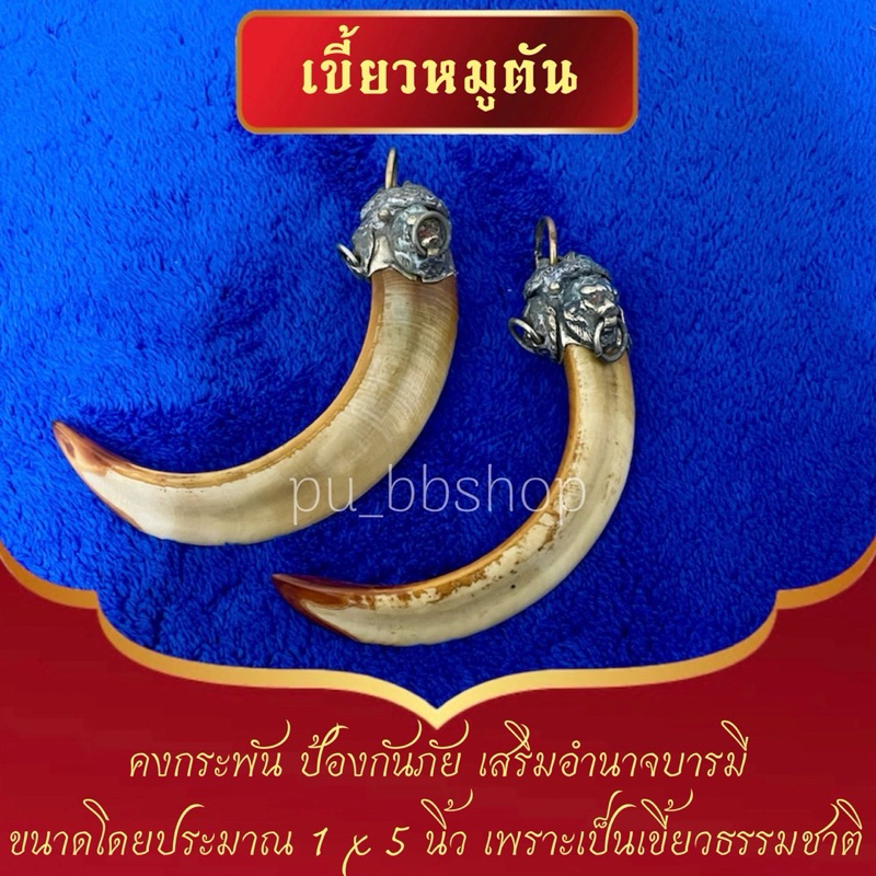 เขี้ยวหมูตัน ขนาดประมาณ 1*5 นิ้ว(ขนาดแต่ละอันไม่เท่ากัน เพราะเป็นเขี้ยวหมูจากธรรมชาติ)
