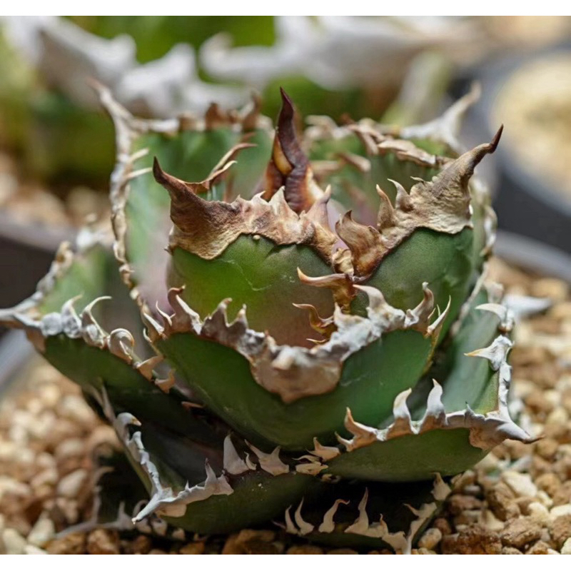 Agave Titanota King Kong