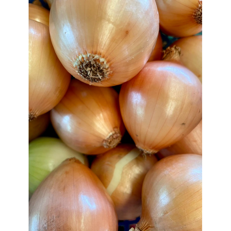 หอมใหญ่ เบอร์กลาง เปลือกหนา