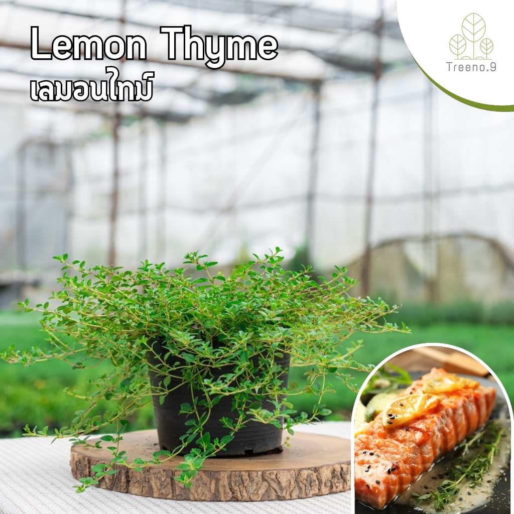 Treeno.9 T202 เลมอนไทม์ (Lemon Thyme) ส่งแบบ กระถาง 6 นิ้ว / สูง 15-30 cm. / สมุนไพรฝรั่ง กลิ่นหอม ดีต่อสุขภาพ (Herb)