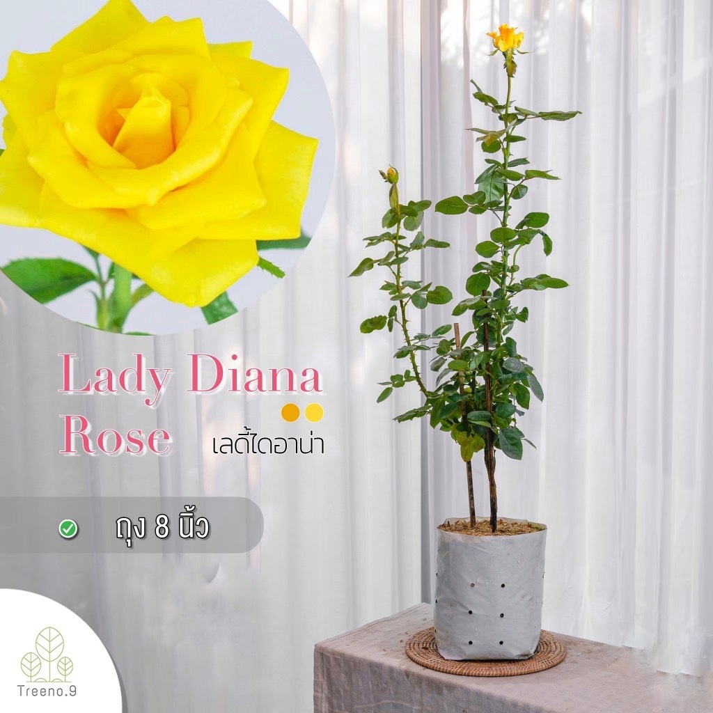 Treeno.9 T350 Lady Diana Rose​ (กุหลาบ เลดี้ไดอาน่า​)​ ดอกสีเหลือง ถุง 8 นิ้ว สูง 60-70 ซม. ดอกสวย ออกดอกตลอดทั้งปี