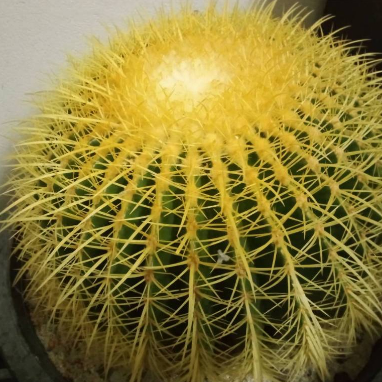 กระบองเพชร ถังทอง​ แคคตัส หนามยาว สวย​ ขนาด​ 33-35cm ต้นสวย​ แข็งแรง (Echinocactus Grusonii /Golden Barrel Cactus)