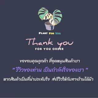 ❣️💰ต้นหัวใจเศรษฐี (ต้นไม้มงคล) พร้อมกระถาง"+จานรอง+เม็ดPopper+ขาตั้งไม้สน