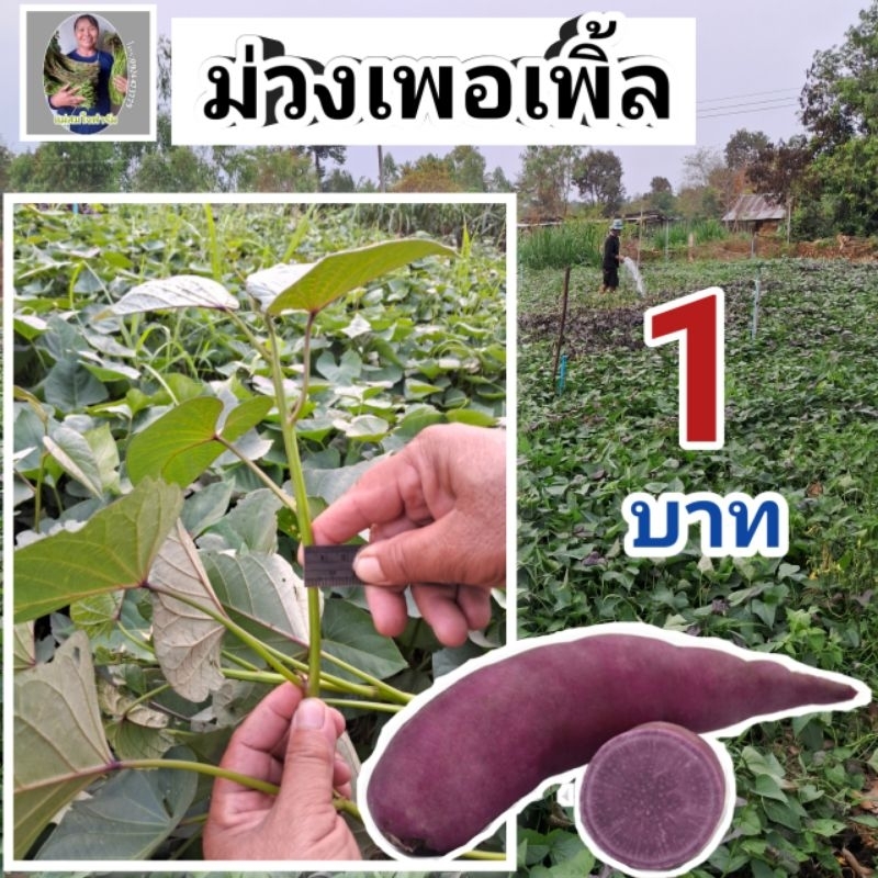ม่วงเพอเพิ้ล 100ยอด | ยอดพันธุ์มันหวานญี่ปุ่นแท้