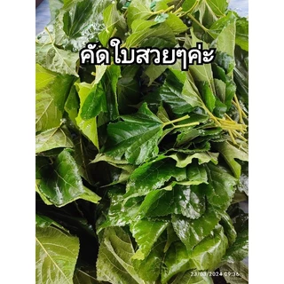 ใบหม่อนสดออแกนิค เก็บสดๆทุกออเดอร์ ส่งตรงจากสวนผักปลอดสาร