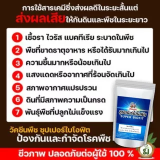 วัคซีนพืชป้องกันโรคพริกเน่า โรคกุ้งแห้ง ผลเน่า โคนเน่า ใบหยิก ใบเหลือง โรคพริก เชื้อรา เชื่อไวรัส โรคพืชในฤดูฝน ไคโตซาน