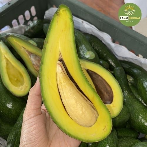 อโวคาโด พันธุ์ 034 🥑 Avocado Premium