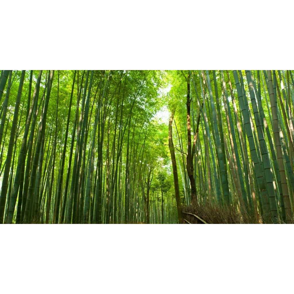 ใบไผ่ สด Bamboo Leaf ขายเป็นกิโล 99บาท เก็บคละไซส์  น้ำสกัดใบไผ่ (Bamboo Leaf Extract) นวัตกรรมเครื่องดื่ม