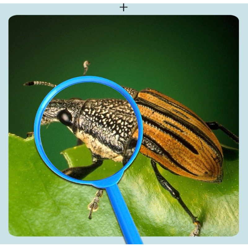 Magnifying glass for kids แว่นขยายเพื่อการเรียนรู้สำหรับเด็กแนวmontessori แว่นขยายพกพา sensory play ราคา ถูกที่สุด ดีลบีเคเค แกลเลอรีภาพที่ 3