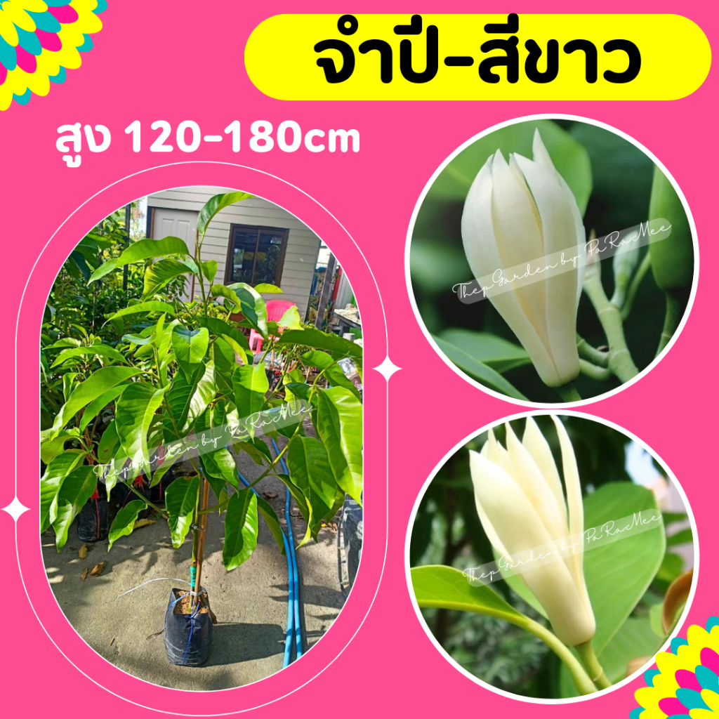 ต้นจำปีสีขาว สูง 130-160 cm.