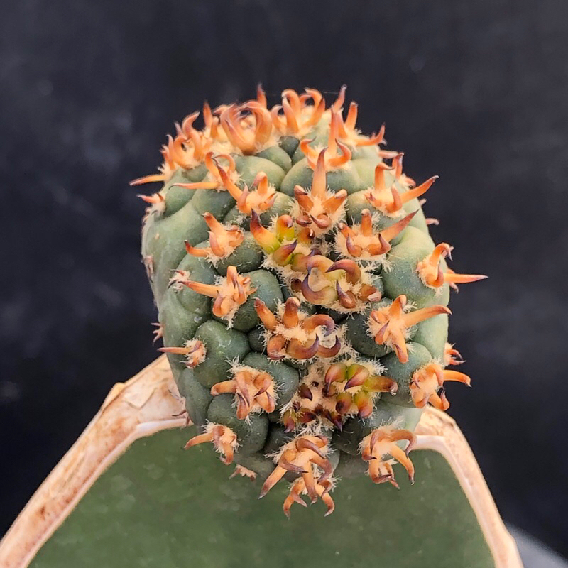 [พร้อมส่ง]🌵 แคคตัส ยิมโน เขากระทิง Gymnocalycium spegazzinii v. unguispina cactus ไม้กราฟ จำนวน 1 ต้น