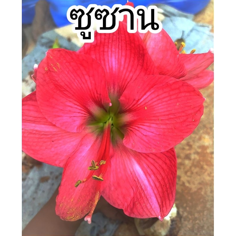 ว่านสี่ทิศ พันธุ์ ซูซาน(Susan)หัวละ55บาท