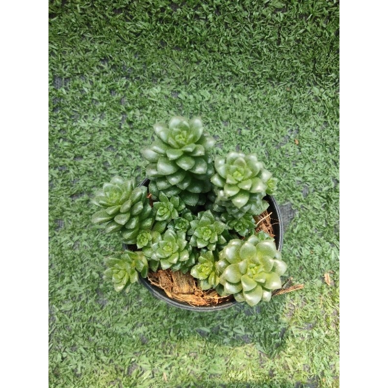 ต้นซีดัม เกล็ดมรกต [ Cremnosedum Little Gem ] ไม้ในกระถาง2"