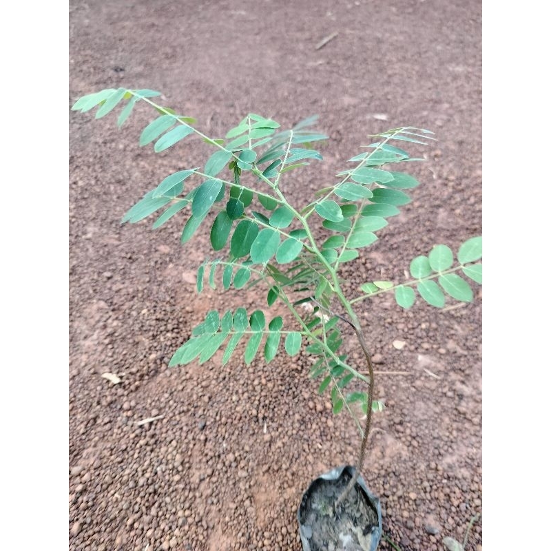 ต้นชัยพฤกษ์ ติดดอกดก ดอกสีชมพูเข้ม ดอกสวยมาก ต้นพร้อมปลูก สูง30-40ซ.ม ซื้อ 4 ต้นแถม 1 ต้น - รูปที่ 3