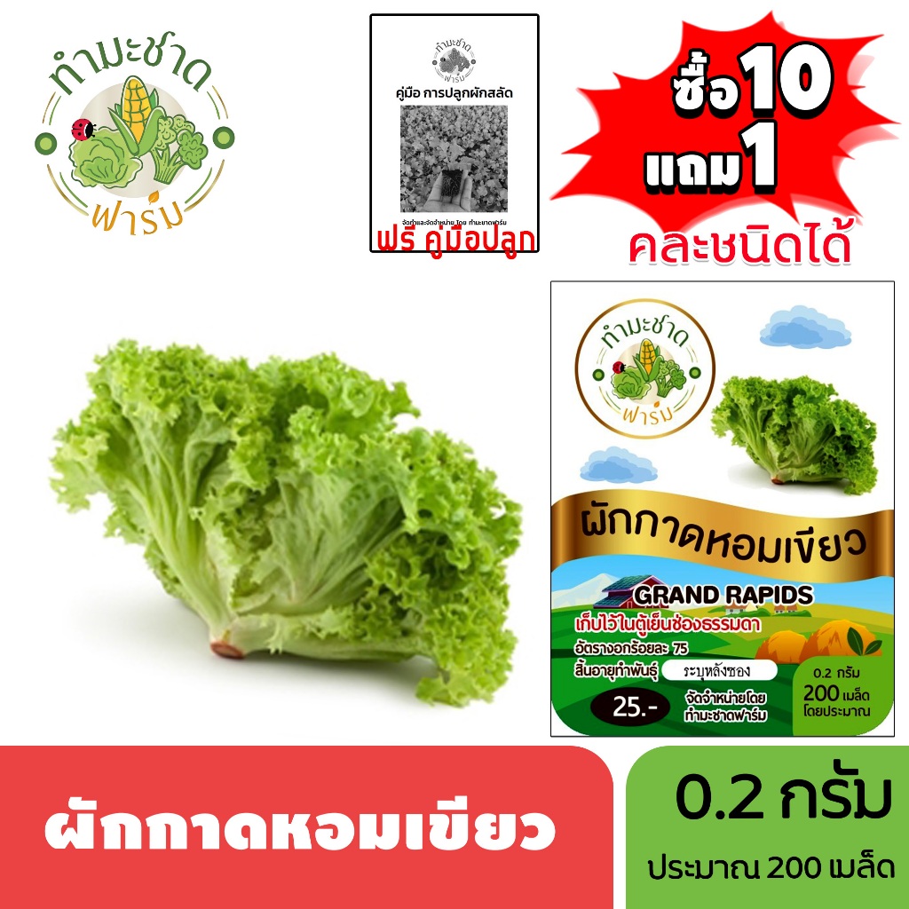 ทำมะชาดฟาร์ม (ซื้อ10แถม1) เมล็ดพันธุ์ ผักกาดหอมเขียว ขนาด0.2กรัม ประมาณ200เมล็ด GRAND RAPIDS ผักกาดหอม ผักสลัด