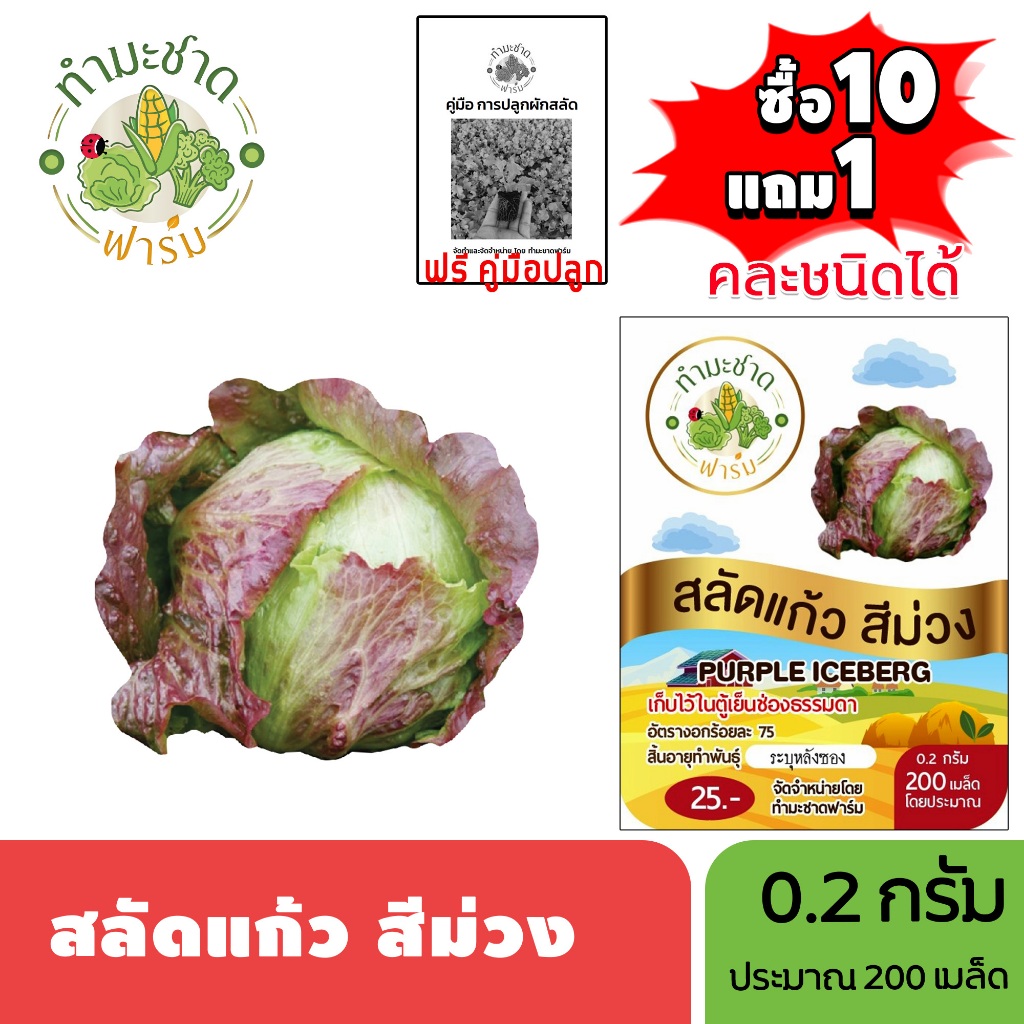 ทำมะชาดฟาร์ม (ซื้อ10แถม1) เมล็ดพันธุ์ สลัดแก้ว สีม่วง ขนาด0.2กรัม ประมาณ200เมล็ด PURPLE ICEBERG ผักส