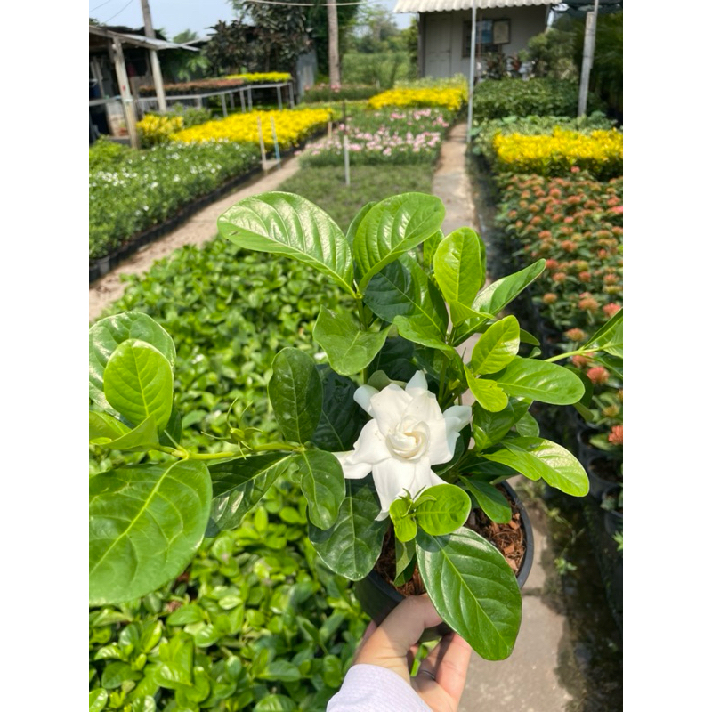 ต้นพุดซ้อน ต้นพุด ดอกสีขาว กลิ่นหอม เลี้ยงง่าย ไม้แดด กระถาง5-6นิ้ว ราคา ถูกที่สุด ดีลบีเคเค แกลเลอรีภาพที่ 4