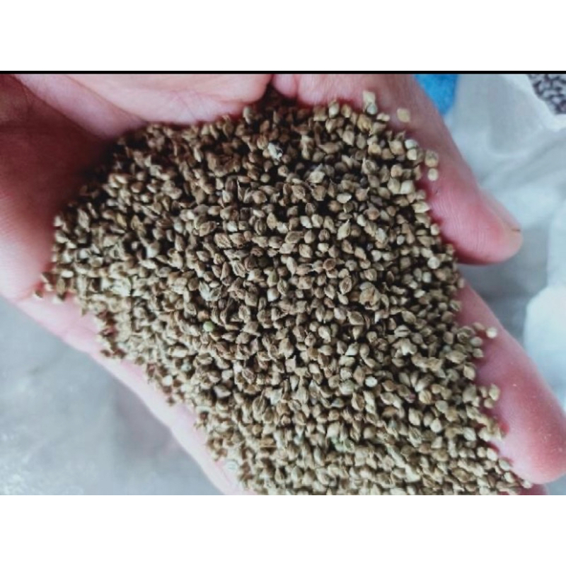 ✅ กัมบ้า เมล็ดหญ้ากัมบ้า 10 กก.💯พร้อมปลูก - รูปที่ 2