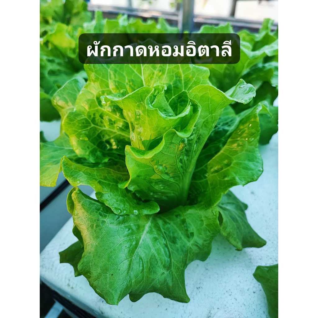 เมล็ดพันธุ์ผักสวนครัวและผักสลัด 1 ชุด มี 5 ชนิด (คื่นฉ่าย คะน้า ผักกาดเขียวปลี ผักกาดหอมอิตาลี ฟินเล่ย์) - เกษตรกรรมยั่ง - รูปที่ 4
