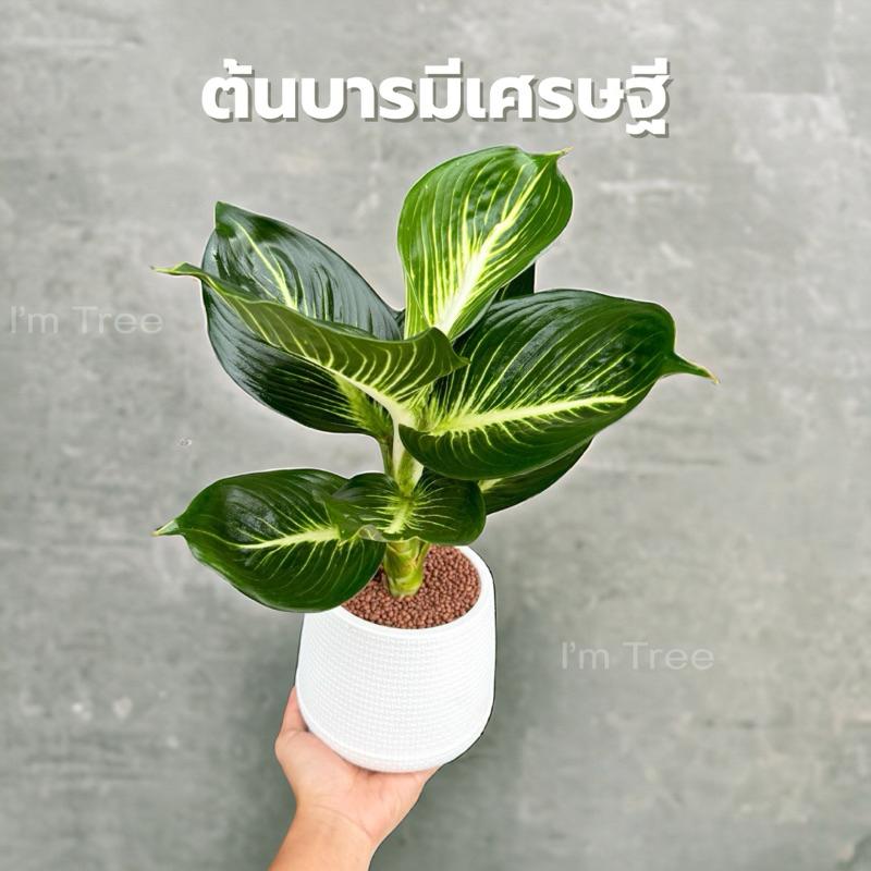 ต้นบารมีเศรษฐี พร้อมกระถางสีขาว5” แถมหินโรยกระถางฟรี