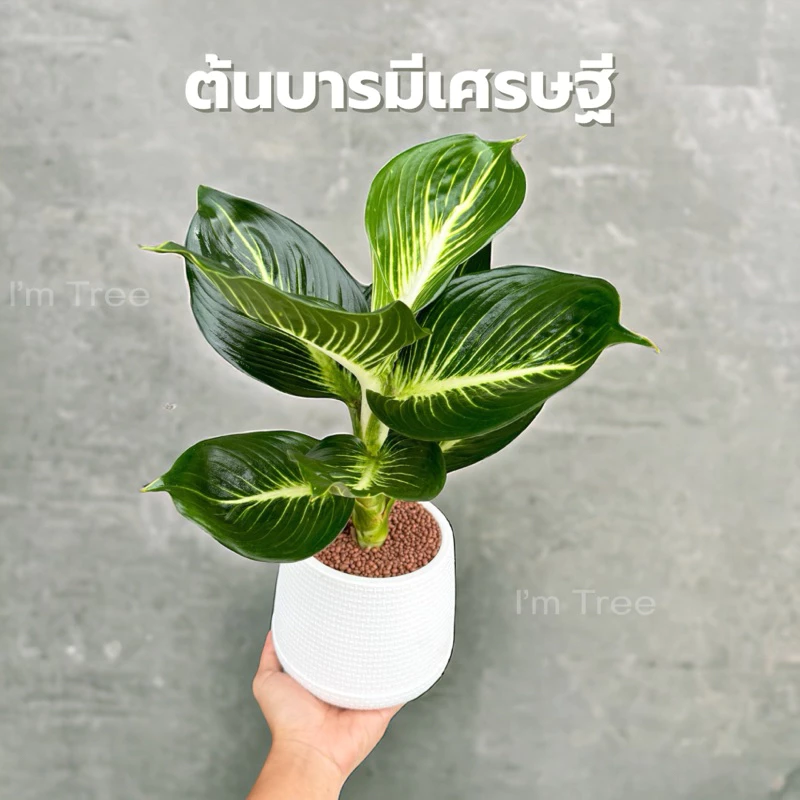 ต้นบารมีเศรษฐี พร้อมกระถางสีขาว5” แถมหินโรยกระถางฟรี