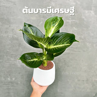 ต้นบารมีเศรษฐี พร้อมกระถางสีขาว5” แถมหินโรยกระถางฟรี