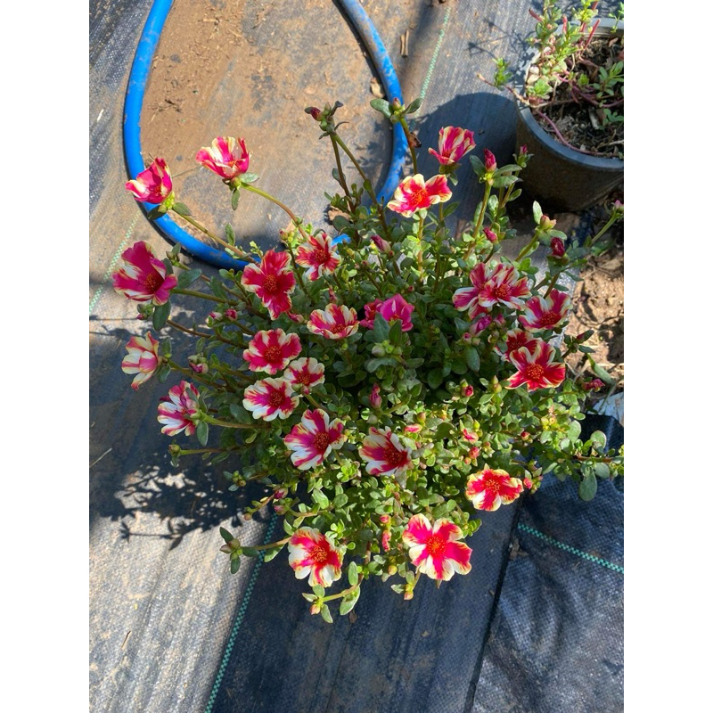 ต้นคุณนายตื่นสาย Pussley (กระถาง 3 นิ้ว ) ซื้อ 10 แถม 1 ฟรี #ไม้เเดด ชอบเเดดจัดๆ