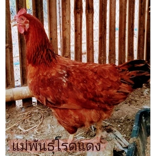 ไข่เชื้อไก่ไข่เชต5ฟอง มีโรดแดง,โรดขาว,ไฮบริด,ไวท์เล็กฮอร์น(เลือดร้อย),ไวท์เล็กฮอร์นผสมโรดขาว
