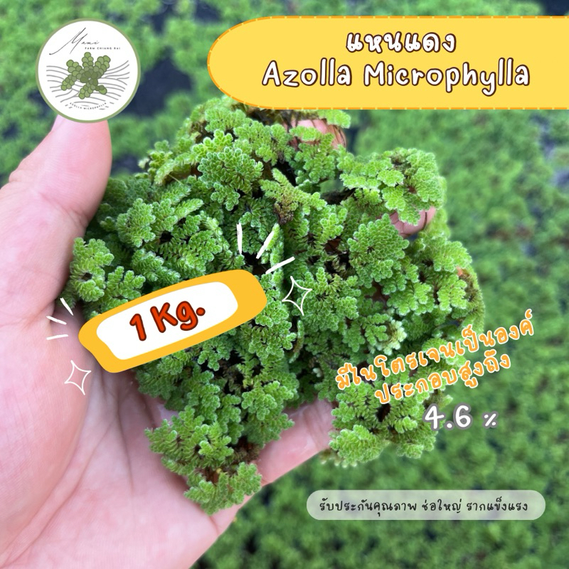 แหนแดง Azolla Microphylla 1 กิโลกรัม