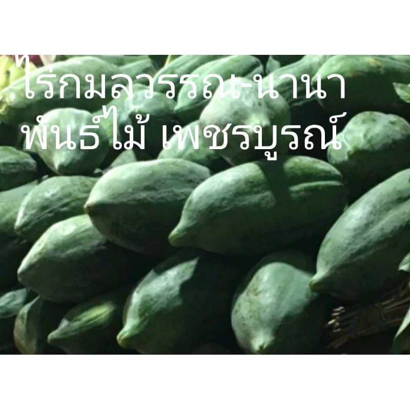 มะละกอดิบสำหรับตำส้มตำ 1ลูกหนักประมาณ700-1,100กรัม