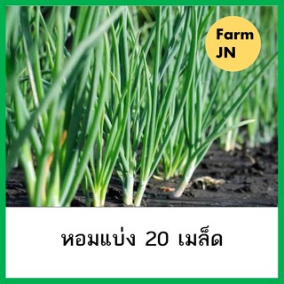 เมล็ดผักหอมแบ่ง เมล็ดผักสวนครัว เมล็ดผัก5บาท