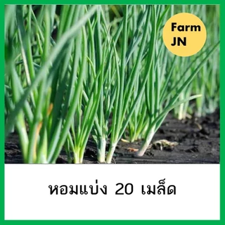 เมล็ดผักหอมแบ่ง เมล็ดผักสวนครัว เมล็ดผัก5บาท