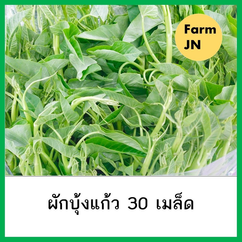 เมล็ดผักบุ้งแก้ว 300 เมล็ด ผักบุ้งเย็นตาโฟ ผักบุ้ง เมล็ดผักสวนครัว