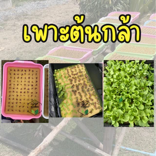ฟองน้ำปลูกผักไฮโดรโปนิกส์ ฟองน้ำเพาะต้นกล้า ฟองน้ำแบบละเอียด มีขอบ