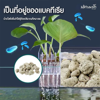 หินภูเขาไฟ (พร้อมถุงตาข่าย 1 แถม 1) ขนาด 200 กรัม 500 กรัม และ 1000 กรัม ฝุ่นน้อย ใช้เป็นวัสดุกรอง หรือรองพื้นตู้ได้