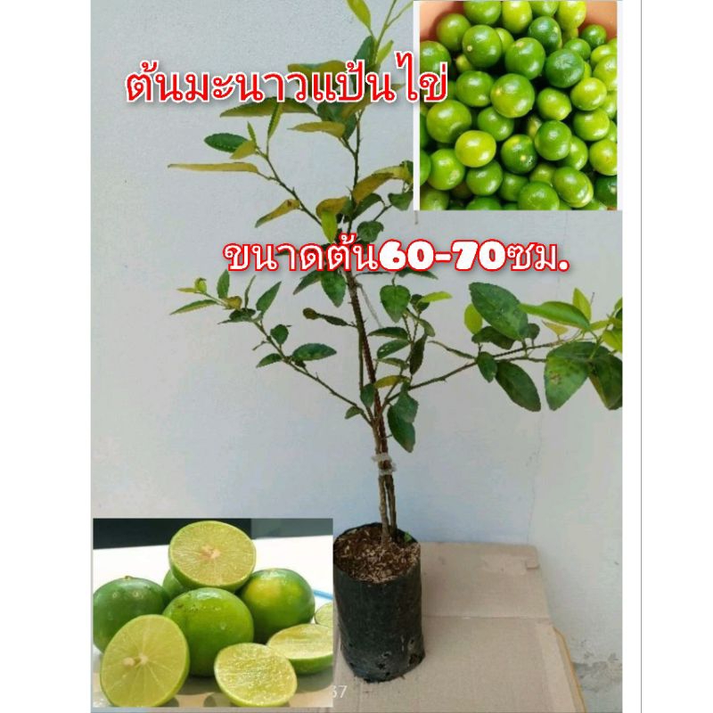 ต้นมะนาวแป้นไข่ มะนาวพันธุ์โบราณ น้ำเยอะ เปลือกบาง ลูกดก ขนาดต้น50-60ซม.ส่งทั้งถุงชำ
