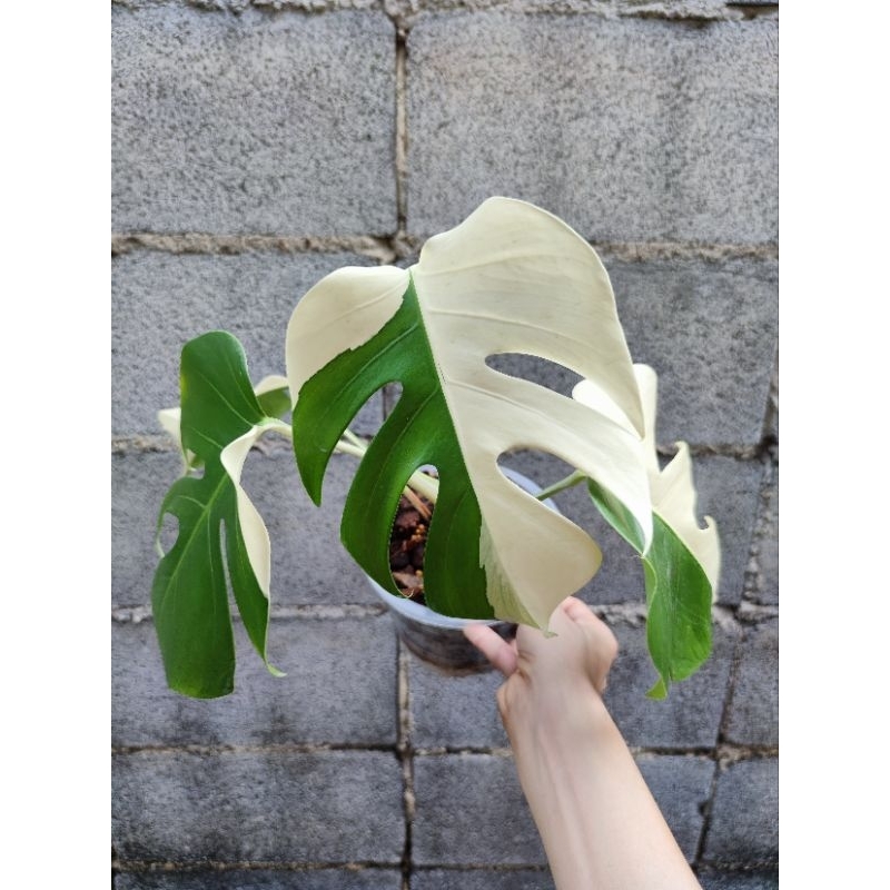 Monstera albo variegata